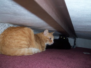 In no rush to venture out from under the bed.